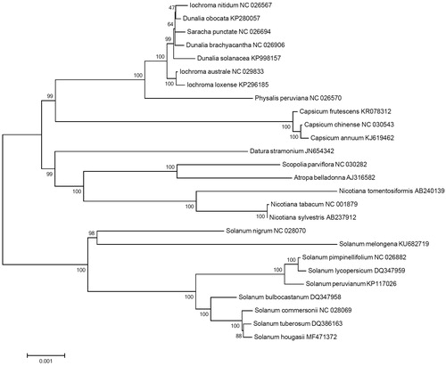 Figure 1. Maximum likelihood phylogenetic tree of S. hougasii with 25 species belonging to the Solanaceae based on chloroplast protein coding sequences. Numbers in the nodes are the bootstrap values from 1,000 replicates.