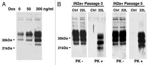 Figure 1 Western blot of the cell extracts after PrPC induction & infection. (A) iN2a cells were cultured for three days with increasing amounts of doxycycline. Cells were lysed at 80% of confluence and equal amounts of protein were analyzed by western blotting for PrPC using the antibody SAF32. (B) iN2a cultured for three passages with 200 ng/mL of doxycycline (iN2a+) were infected with 22L brain prion homogenate as detailed in the Materials and Methods section. After passage 3 or 5, control (Ctrl) and infected cells (22L) were analyzed for PrPC and PrPSc expression (PK− and PK+). Infected iN2a+ cells (iN2a+22L) accumulated significant amounts of PrPSc.