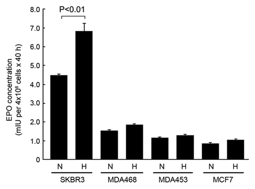 Figure 1. SKBR3 breast cancer cells express high levels of autocrine/paracrine EPO in normoxia and hypoxia compared with other breast cancer cell lines. The indicated breast cancer cells were cultured in medium with 0.5% FBS in normoxia (N) and hypoxia (H) (1% O2) for 40 h. Concentrated cell-free medium and conditioned medium were used for detection of EPO by ELISA as described in Materials and Methods.