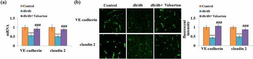 Figure 3. Valsartan restored the expression of VE-cadherin and claudin 2 in the brain of db/db mice. (a). Quantification of VE-cadherin and claudin 2 mRNA; (b). Fluorescent images of VE-cadherin and claudin 2 staining.(****, P < 0.001 vs. control, ###, P < 0.005 vs. db/db mice, N = 8)