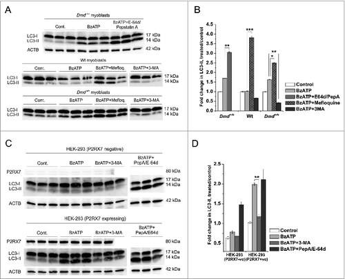 Figure 4. P2RX7 activation induces autophagic flux in dystrophic myoblasts. (A) Representative protein gel blots of triplicate samples showing LC3-II responses in dystrophic (Dmdmdx) and wild-type (Wt) myoblasts. LC3-II formation invoked following 30 min treatment with 1 mM BzATP was blocked by the autophagy inhibitor 3-methyladenine (3-MA), while lysosomal protease inhibitors E-64d/pepstatin A and mefloquine (Mefloq.), which prevent the degradation of autophagosomes, further enhanced LC3-II accumulation following BzATP treatment. (B) Fold changes of LC3-II conversion as a marker of autophagosome formation. A significant compound increase in LC3-II was observed in cells treated with 1 mM BzATP + E-64d/pepstatin A or mefloquine indicating that specific P2RX7 activation induces the formation of autophagosomes rather than blocks their degradation. Significant decreases in LC3-II observed in cells pretreated with 3-MA may indicate that P2RX7-dependent autophagosome formation occurs via a PtdIns3K-dependent mechanism. (C) P2RX7 expression confers eATP-dependent autophagic flux response to HEK-293 cells. Note no LC3-II response in untransfected (HEK-293-P2RX7 negative, upper panel) and very significant activation in P2RX7-transfected cells (HEK-293-P2RX7 expressing, lower panel) following 30 min treatment with 1 mM BzATP. This effect was blocked by autophagy inhibitor 3-MA (5 mM) and increased by lysosomal protease inhibitors PepA and E-64d (both at 10 μg/ml). (D) Fold changes of LC3-II responses observed in BzATP-treated HEK cells from (C). Mean +/- SE, n = 3, P < 0 .05*, 0.001** and 0.0001***.