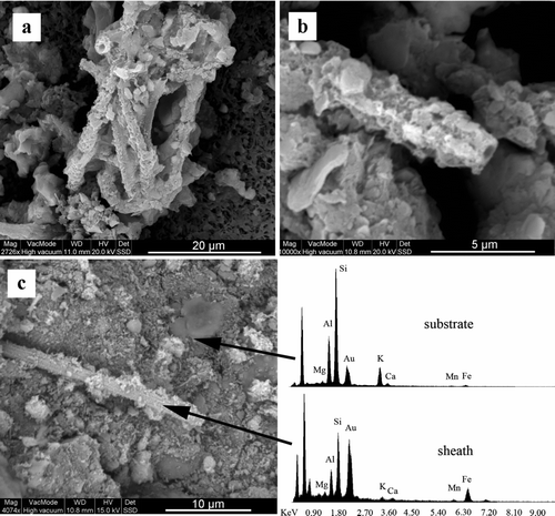 Fig. 10 SEM images (a,b) of a polycarbonate filter mounted on a glass slide and incubated for 6 months in situ at the top of the Mud Trap Falls seep (CSPC) revealed Leptothrix-like microbial morphologies. SEM micrograph of Daniel Boone Caverns Top of V site (c) revealed a putative Leptothrix; however, the hollow structure of the putative sheath was not verified. EDS spectra of the filament is enriched in Fe and Mn as compared to EDS spectra of the background material.