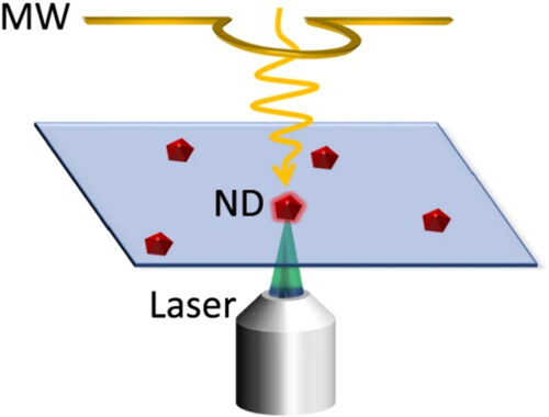 Figure 2. Sketch of the experimental setup. The NDs are dispersed and fixed on a coverslip, which is placed in a confocal microscope. Yellow wire indicates the coplaner waveguide to radiate microwave. Figure by Z. Qin, et al./CC by 4.0 [Citation6].