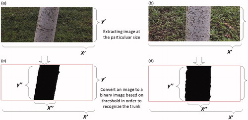 Figure 4. Workflow of image processing. (a) Cropped image based on particular image coordinate (sloping tree/trunk); (b) cropped image based on a certain image coordinate (perpendicular tree/trunk); (c) binary-converted image based on the threshold (sloping tree/trunk); (d) binary-converted image based on the threshold (perpendicular tree/trunk).