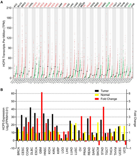 Figure 6 The gene expression profile of HCP5 across all tumor samples and paired normal tissues. (A) The expression profile of HCP5 from Starbase online tools. Each dot represent the expression of samples. Tumor name was highlighted by red means HCP5 up-regulation in tumor tissue compared to paired normal tissue, as well as green means HCP5 down-regulation. (B) The fold change of HCP5 expression in tumor tissue compared to paired normal tissue. Data were obtained from the TCGA database using Starbase online tools.