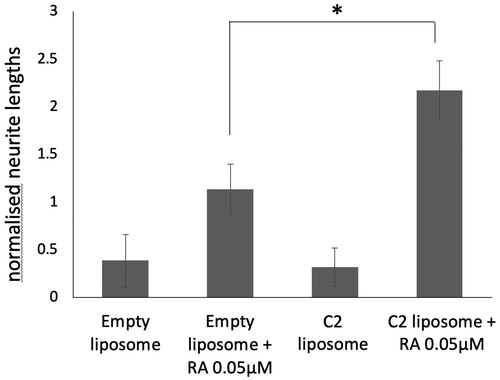 Figure 6. SK-N-SH cells were treated with empty liposomes or C2 liposomes for 24 h. The media was then replaced, with and without 0.05 µM ATRA, and the cells were cultured for six more days. Neurite lengths were measured and means ± SD are shown (n = 3). ANOVA shows significant difference *p<.05.