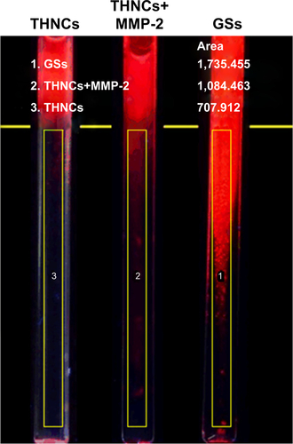 Figure S5 ImageJ analysis of collagen gel penetration in 16 h of incubation.Abbreviations: GSs, Greek soldiers; MMP-2, matrix metalloproteinase-2; THNCs, Trojan Horse nanocarriers.