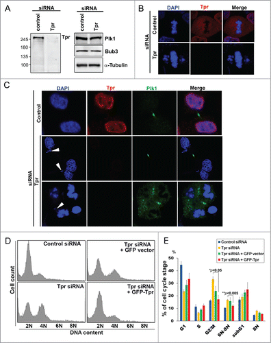 Figure 1. Tpr depletion induces mitotic catastrophe and enhances polyploidy. (A) HeLa cells were transfected with control siRNA or siRNA specific for Tpr (Tpr RNAi). Seventy-two hours post transfection, lysates of Tpr RNAi or control siRNA cells were analyzed by immunoblotting with the antibodies specific for Tpr (mouse anti-Tpr, sc-101294, from Santa Cruz Biotechnology); Plk1 (mouse anti-Plk1, sc-17783, from Santa Cruz Biotechnology) and Bub3 (mouse anti-Bub3, 611731, from BD Transduction Laboratories). The same membrane was stripped and re-probed with anti-α-tubulin [mouse α-tubulin (DM1A)T9026 from Sigma-Aldrich] (as loading control). Numbers indicate molecular mass markers in kilodaltons. (B) Confocal images of mitotic HeLa cells transfected with control or Tpr siRNA and analyzed 72 h post-transfection. Cells were analyzed by immunofluorescence using antibodies against Tpr (rabbit anti-Tpr, sc-67116, from Santa Cruz Biotechnology). Goat anti-mouse Alexa Fluor-488 or rabbit Rhodamine were used as secondary antibodies. DNA was counterstained using DAPI. (C) HeLa cells transfected with control or Tpr siRNA and analyzed 72 h post-transfection. Confocal images of multi-nuclei and polyploid cells that were often found after Tpr depletion, but not in control cells. Cells were stained and were analyzed by immunofluorescence using antibodies against Plk1 (mouse anti-Plk1, sc-17783, from Santa Cruz Biotechnology) (a telophase/cytokinesis marker) and Tpr (rabbit anti-Tpr, sc-67116, from Santa Cruz Biotechnology). Goat anti-mouse Alexa Fluor-488 or rabbit Rhodamine were used as secondary antibodies. DNA was counterstained using DAPI. White arrow heads indicate lagging chromosomes. (D) Ninety-six hours post-transfection with control or Tpr siRNAs, the cell-cycle profiles of HeLa cells were examined by flow cytometry. A control siRNA profile is shown (top, left). (E) Percentage of cells in cell-cycle phases after flow cytometry analysis. Asterisks indicate significant p values (*p < 0.05 or **p < 0.005).