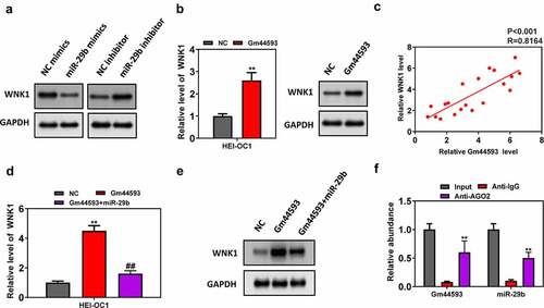 Figure 5. lncRNA Gm44593 positively regulate WNK1. (a) overexpression of miR-29b increased the protein level of WNKA and vice versa. (b) overexpression of lncRNA Gm44593 increased the expression level and protein level of WNK1. (c) lncRNA Gm44593 positively regulate WNK1. (d) Overexpression of lncRNA Gm44593 increased the expression of WNK1, and miR-29b reversed such effect. (e) Overexpression of miR-29b rescued the effect of lncRNA Gm44593 in protein level. (f) RIP experiment confirmed the binding between miR-29b and lncRNA Gm44593.