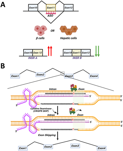 Figure 4. Modulation of alternative splicing through the use of antisense oligonucleotides and CRISPR-SKIP. (A) Schematic representation of INSR exon 11 skipping through the use of antisense oligonucleotides (ASO). use of ASO in β cells or hepatic cells results in increased expression of INSR-A (without exon 11) and decreased expression of INSR-B (with exon 11). (B) Schematic representation of the mechanism of action of exon skipping through the use of CRISPR-SKIP. CRISPR-SKIP utilizes single base editors called cytidine deaminases to induce exon skipping and thereby regulate gene splicing. This technology uses a special feature of exon-splicing events, which is that every intron ends with a guanosine at the intron–exon junction. These conserved sequences are recognized by spliceosome machinery, resulting in exon skipping. CRISPR-SKIP mutates the guanosine present at the end of the intron, resulting in altered splicing.