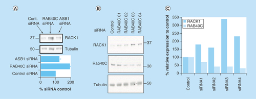 Figure 3.  Identifying a putative ubiquitin E3 ligase for RACK1.We utilized a SMARTpool siRNA library against all known human F-box proteins in HEK 293 cells to systematically silence this class of E3 ligase. (A) Cellular lysates from cells transfected with each SMARTpool and siRNA controls were blotted for RACK1. (B) Individual siRNA oligonucleotides used in the RAB40C smart pool were tested for their ability to silence RAB40C and increase RACK1 expression. (C) Protein levels of RAB40C and RACK1 normalized to tubulin were evaluated using densitometry (n = 1).