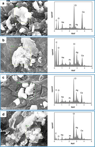 Figure 8. EDX analysis of prepared freeze-dried PVA/SA/AgNPs hydrogel. A: Hydrogel-1; B: Hydrogel-2; C: Hydrogel-3; D: Hydrogel-4