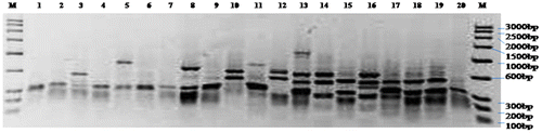 Figure 3a. ARDRA of 20 bacterial isolates with restriction endonuclease HaeIII.