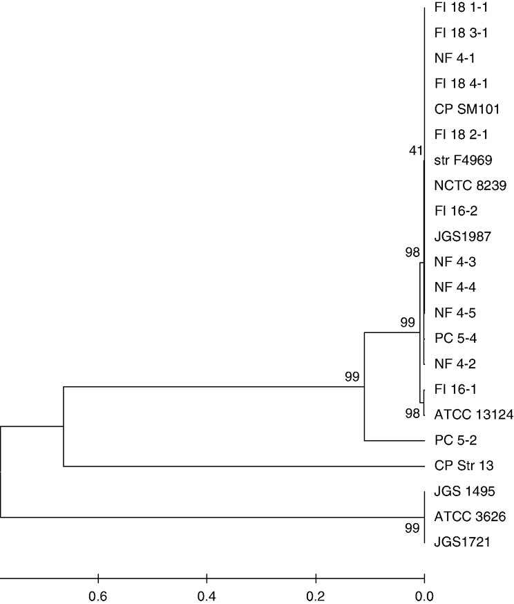 Figure 2.  Phylogenetic analysis of C. perfringens isolates of 16S rDNA sequences. Level of similarity relation between C. Perfringens isolates from outbreaks, normal flora and post challenge, and three sequences of C. perfringens deposited in the gene bank are shown. FI, field isolate; NF, normal flora; PC, post challenge; all others refer to strains from the NCBI database.