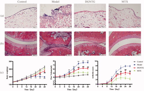 Figure 2. DGNTG ameliorates the severity of arthritis in rats. (a) HE staining of synovial tissue (200× magnification). (b) HE staining of ankle joints (100× magnification). (c) DGNTG impact on changes in body weight (left) and paw volume (middle) and arthritis score (right) in AA rats. Data are presented as the means ± SD. n = 6. *p < 0.05 and **p < 0.01 vs. control group, #p < 0.05 and ##p < 0.01 vs. model group.