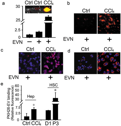 Figure 6. Binding of EVN to HSC or hepatocytes. PKH26-stained EVN were injected once i.v. (40 μg/g) into control or fibrotic male FVB mice (5-week CCl4 model) prior to sacrifice 4 h later (5 mice per group). Hepatic localization of PKH26 fluorescence was determined by (a) Xenogen imaging of freshly dissected liver slices or analysis of (b) frozen liver sections by fluorescent microscopy or (c) hepatocytes or (d) HSC after 24 h culture by confocal microscopy (blue is DAPI; red is EVN). Images shown are representative of five independent experiments. (e) In vitro binding of PKH26-stained EVN (8 μg/ml) was evaluated after 16hr-incubation with quiescent primary mouse HSC on Day 1 (“D1”), primary mouse hepatocytes on Day 2 (“Ctrl”), P3 mouse HSC (“P3), or Day 2 mouse hepatocytes after exposure to 20 mM CCl4 for the last 40 h of culture (“CCl4”). n = 3 independent experiments performed in triplicate. *P < 0.01 versus D1; +P < 0.05 versus control. Scale bar: 20 μm.
