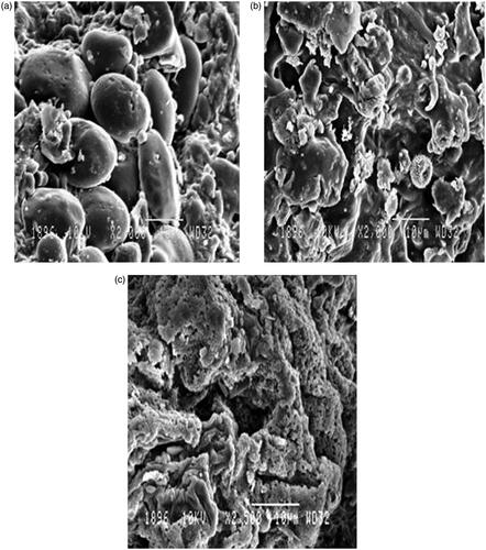 Figure 9. (a) SEM image of drug particles before extraction. (b) SEM image of drug particles after extraction with SME. (c) SEM image of drug particles after extraction by MAE.