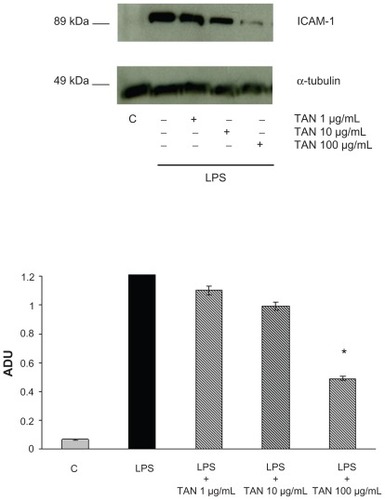 Figure 1 Effects of TAN on ICAM-1 expression induced by LPS in human Caco-2 cells determined by Western blot analysis.