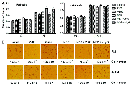 Figure 2. Effect of Zt/f2 treatment on Raji cell proliferation and survival in vitro. (A) Raji cell viability following Zt/f2 treatment was determined using an MTT assay. Exponentially growing cells were seeded into 96-well plates and triplicate samples were treated with macrophage-stimulating protein (MSP; 2 nM) in the presence or absence of Zt/f2 (2 nM) or control mouse immunoglobulin G (2 nM). Cell proliferation was determined using an MTT assay at different time points. Jurkat cells were used as negative controls. (B) Effect of Zt/f2 on Raji cell colony formation in methylcellulose. Cells (1 × 103/well) were seeded onto 0.8% methylcellulose and 20% FBS/RPMI-1640 in triplicate in 24-well plates and then MSP (2 nM), Zt/f2 (2 nM) or both were added. Jurkat cells were used as negative controls. Colony (Col.) numbers (for colonies containing ≥30 cells) were counted after 10 d; #, *, p < 0.05 vs. control group at 72 h.