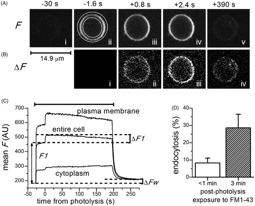 Figure 4. Endocytosis that occurred within 1 to 3 min after photolysis as detected in TEP imaging. (A) and (B), FM1–43 fluorescence images (F) and difference images (ΔF) were obtained as described in the legend of Figure 3. Note that, in Image Biv, (i.e. 390 s after photolysis or ∼190 s after the end of FM1–43 application) the cytoplasmic region of the cell retained detectable fluorescence. (C) Plots of the changes in mean FM1–43 (F) in the cytoplasm, plasma membrane and the entire cell (as outlined in Image Aii). The duration of FM1–43 application was indicated by the horizontal bar. The post-photolysis increase in fluorescence in the entire cell (ΔF1) and the fluorescence retained after the removal of FM1–43 (ΔFW) were indicated. (D) The amount of endocytosis (ΔFW normalized to ΔF1 and then corrected for “constitutive endocytosis”) at ∼45 s (n = 6) or 3 min (n = 3) after photolysis.