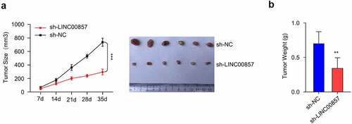 Figure 7. LINC00857 knockdown inhibits CRC tumorigenesis in vivo. HCT116 cells stably expressing sh-NC and sh-LIN00857 were injected into nude mice (n = 6 each), tumor size was monitored every 7 days. (a) sh-LIN00857 tumor growth was markedly inhibited as compared to sh-NC group. (b) The weight of tumors in sh-LIN00857 group was significantly lower as compared to sh-NC group. **P < 0.01, ***P < 0.001