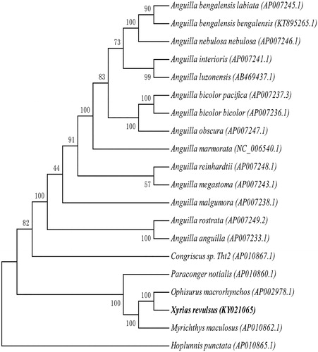Figure 1. Phylogenetic relationships of Prosobranchia based on 20 mitochondrial genomes using NJ method. GenBank accession numbers: Anguilla bengalensis labiata (AP007245.1), Anguilla bengalensis bengalensis (KT895265.1), Anguilla nebulosa nebulosa (AP007246.1), Anguilla interioris (AP007241.1), Anguilla luzonensis (AB469437.1), Anguilla bicolor pacifica (AP007237.3), Anguilla bicolor bicolor (AP007236.1), Anguilla obscura (AP007247.1), Anguilla marmorata (NC_006540.1), Anguilla reinhardtii (AP007248.1), Anguilla megastoma (AP007243.1), Anguilla malgumora (AP007238.1), Anguilla rostrata (AP007249.2), Anguilla anguilla (AP007233.1), Congriscus sp. Tht2 (AP010867.1), Paraconger notialis (AP010860.1), Ophisurus macrorhynchos (AP002978.1), Xyrias revulsus (KY021065.1), Myrichthys maculosus (AP010862.1), Hoplunnis punctate (AP010865.1).