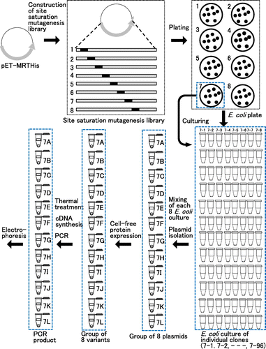 Fig. 2. Workflow to construct a site saturation mutagenesis library and to screen a thermostable MMLV RT variant.