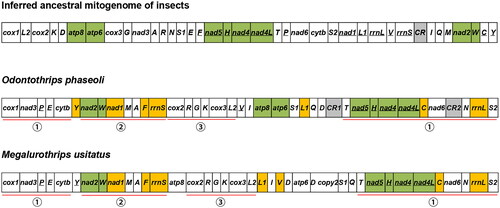 Figure 3. Mitochondrial gene arrangements in the ancestor insect, O. phaseoli, and M. usitatus. Conserved gene blocks are highlighted in green, and the inverted genes in orange.