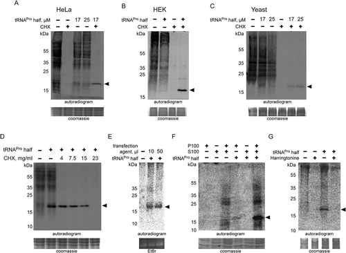 Figure 4. Effect of the tRNAPro half on translation in different eukaryotic systems. Autoradiograms of in vitro translation reactions performed using (A) HeLa, (B) HEK and (C) yeast extracts in the absence or presence of the tRNAPro 5ʹ half. Cycloheximide (CHX) with an f.c. of 7.5 mg/ml was used to inhibit global translation. ProTiP is indicated with a black arrowhead. (D) In vitro translation using CHO extracts and ProTiP formation (arrow head) was monitored in the presence of increasing amounts of cycloheximide (CHX). (E) Formation of ProTiP in vivo. 300 pmol of synthetic tRNAPro half was transfected into HeLa cells and the cells were subsequently incubated with S35 methionine. RNA isolated after metabolic labelling performed with (+) or without (-) transfected tRNAPro half was separated on a denaturing gel and visualized via autoradiography. The ethidium brome (EtBr) strained gel serves as a loading control. (F) Autoradiogram of in vitro translation reactions with HeLa ribosome-containing pellets (P100) or the corresponding ribosome-free supernatants (S100). Newly synthesized proteins, as well as ProTiP (black arrowhead), were produced only once P100 and S100 were combined. 100 pmol of tRNAPro half was used. (G) Inhibition of global translation in CHO extracts and ProTiP formation in the absence (-) or presence (+) of harringtonine (f.c. 2.5 mg/ml). In (A), (B), (C), (D), (F), and (G) the coomassie stained protein gels serve as loading controls.