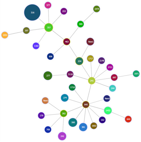 Figure 2 Relationship of the 199 P. aeruginosa isolates based on multilocus sequence typing (MLST) allelic profiles inferred from the minimum-spanning tree (MST).