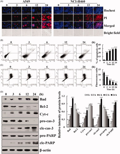 Figure 2. Apoptotic effects of cytisine in A549 cells. (A) Cells were treated with 26 μM cytisine for different times (3, 6, 12, and 24 h), and stained with Hoechst 33342/PI. Data shown represent fluorescence microscopic images (original magnifications, 200×). (B) Quantification of fluorescent intensity. (C) Cells were incubated with Annexin V-FITC/PI and analyzed by flow cytometry. (D) Cells were incubated with JC-1 mitochondrial membrane potential dye and analyzed using flow cytometry. (E) The protein expression levels of Cyt-c, BAD, Bcl-2, pro-caspase-3, cleaved caspase-3, pro-PARP, and cleaved PARP were measured using western blotting, and β-actin was used as the internal control. The intensities of the bands were quantified using Image J (*p < .05, **p < .01, ***p < .001).