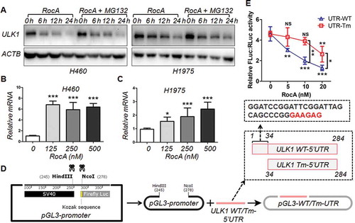 Figure 8. RocA inhibits ULK1 protein translation in NSCLC cells through sequence-specific translational repression. (A) H460 or H1975 cells were treated with 250 nM of RocA in the absence or presence of MG132 for different durations (6, 12 and 24 h) and then analyzed to detect ULK1 protein expression. Data are a representation of 3 independent experiments. H460 (B) or H1975 (C) cells were treated with RocA at different concentrations (0, 125, 250 and 500 nM) for 24 h, and then analyzed to detect ULK1 expression at the mRNA level. Data were pooled from 3 independent experiments. (D) Constructs of pGL3 containing WT or Tm (Tm) 5´ UTR of ULK1. (E) pGL3-WT-UTR and pGL3-Tm-UTR were transfected into 293T cells together with pGL4.74 control vector. After 24 h, the cells were treated with RocA at different concentrations (0, 125, 250 and 500 nM) for another 24 h and then analyzed to detect luciferase activity. Data are a representation of 3 independent experiments. *, p < 0.05; **, p < 0.01; ***, p < 0.001; NS, non-statistical significance.