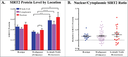 Figure 2. (A) Mean SIRT2 protein levels of whole cells, cytoplasmic, and nuclear cellular compartments are compared. (B) The ratio of the nuclear and cytoplasmic staining of the cells in each core was determined and the points are plotted by cancer status. Error bars represent mean ± SEM. * P ≤ 0.05; ** P ≤ 0.01 *** P ≤ 0.001.