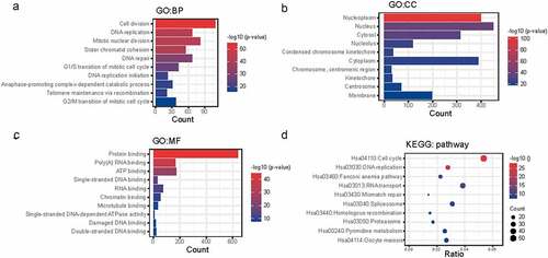 Figure 4. Enrichment analysis of NCAPG co-expressed genes. (a-d) the positively co-expressed genes of NCAPG (r ≥ 0.4, p < 0.01) gained through web tool cBioPortal were subjected to GO (a-c) and KEGG analysis (d). BP: Biological Process; CC: Cellular Component; MF: Molecular Function.