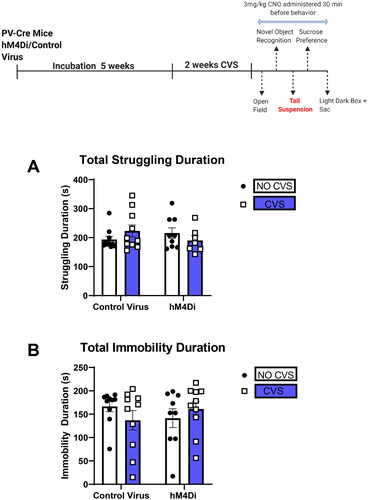 Figure 4. CVS and PV IN inhibition do not affect immobility in the tail suspension test