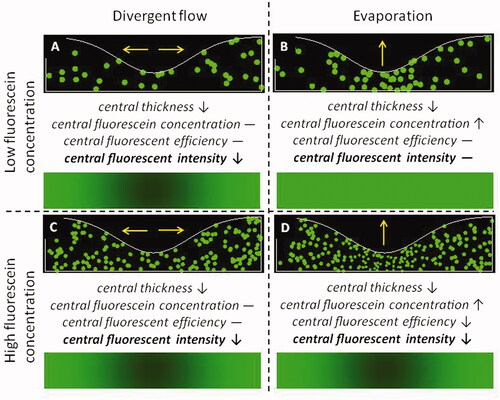 Figure 2. Effect of divergent flow and local evaporation (yellow arrows) on reduced fluorescent intensity and breakup at low and high fluorescein concentrations. The yellow arrows indicate where water goes: for evaporation, water leaves the tear film into air above, and for divergent flow, the water stays in the tear film but flows away from the center of the sketch. Black arrows and text indicate changes in each central factor relative to the surrounding tear film. In each of the four panels, green spots in the upper plot represent fluorescence of fluorescein molecules, the size of the spot indicating fluorescent efficiency, which is reduced by self-quenching at high fluorescein concentrations. The bottom image in each panel gives the expected intensity distribution from EquationEquation 2(2) tear film thickness×fluorescein concentration×fluorescent efficiency(2) . (A) Reduced fluorescence due to divergent flow can be visualized under conditions of low fluorescein concentration (much less than the critical concentration in the tear film), while (B) the increased fluorescein concentration is not sufficient to cause self-quenching and hence to visualize local evaporation. Under conditions of high fluorescein concentration (greater than the critical concentration in the tear film), both (C) divergent flow and (D) local evaporation result in reduced fluorescent intensity.