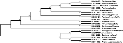 Figure 1. Phylogenetic relationships among 19 whole chloroplast genomes of Poaceae species. The complete chloroplast genome is downloaded from NCBI database and the phylogenetic tree is constructed by MEGA6 software.