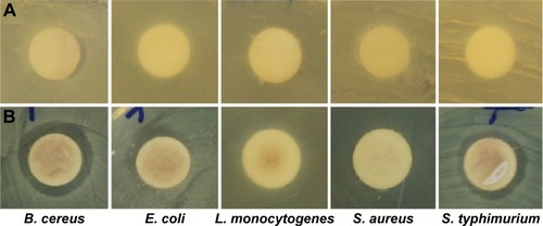 Figure 7 Antibacterial potential of (A) aqueous extract of watermelon rind and (B) gold nanoparticles.Abbreviations: B. cereus, Bacillus cereus; E. coli, Escherichia coli; L. monocytogenes, Listeria monocytogenes; S. aureus, Staphylococcus aureus; S. typhimurium, Salmonella typhimurium.