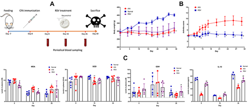 Figure 3 Changes occurred in AIA rats during RSV treatment. (A) Schematic diagram about the experimental arrangement; (B) dynamic changes of body weight and arthritis score throughout the observational period; (C) periodic changes in levels of oxidative stress indicators (MDA, SOD and GSH) and IL-10 in rat blood. Statistical significance: *p < 0.05 and **p < 0.01 compared with normal healthy rats; #p < 0.05 and ##p < 0.01 compared with AIA model rats.