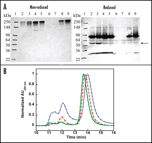 Figure 5 Design and expression of stability-engineered BsAbs. (A) Western blot analysis of BsAbs transiently expressed in CHO cells. Supernatant samples in the left panel are analyzed under non-reducing conditions and under reducing conditions in the right panel. Lane 1: MW marker, 2: C-BsAb, 3: C-BsAb-GS4, 4: C-BsAb-SS, 5: C-BsAb-SS/GS4, 6: N-BsAb, 7: N-BsAb-GS4, 8: N-BsAb-SS, 9: N-BsAb-SS/GS4. Arrow indicates presence of ∼55–60 kDa unidentified immunoreactive species. (B) Normalized SEC profiles of stability-engineered C-BsAbs following Protein A chromatography. Sharp peaks eluting between 13–15 min represent monomeric BsAb. Broad peaks eluting between ∼10.75–14 min represent aggregated protein. Blue dash-dot = C-BsAb, red dash = C-BsAb-SS, and green line = C-BsAb-SS/GS4.