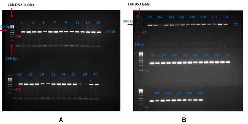 Figure 3 Gel Electrophoresis Results. (A) Separation of PCR products of SH2B1 gene by 2% agarose gel for exon1. The first lane from the left corresponds to the 1 kb DNA ladder. Lane –Ve: represent of negative blank. Lanes 1–30: the 1240 bp amplified product for samples that represent the DNA samples for T2DM patients. (B) Separation of PCR products of SH2B1 gene by 2% agarose gel for exon9. The first lane from the left corresponds to the 1 kb DNA ladder. Lane –Ve: represent of negative blank. Lanes 160–200: the 722 bp amplified product for samples that represent the DNA samples for T2DM patients.