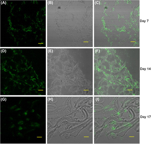 Figure 7. Cryosections of collagen nanofiber scaffolds seeded with (primary cells); neonatal rat cardiomyocytes were stained with the cardiac-specific marker troponin T and examined by immunofluorescence confocal microscopy; A, D, G: anti-troponin-FITC, B, E, H: phase contrast, and C, F, I: merged images. Images A to C (7-day time point), D to F (14-day time point), and G to I (17-day time point) respectively. Scale bar = 50 μm.