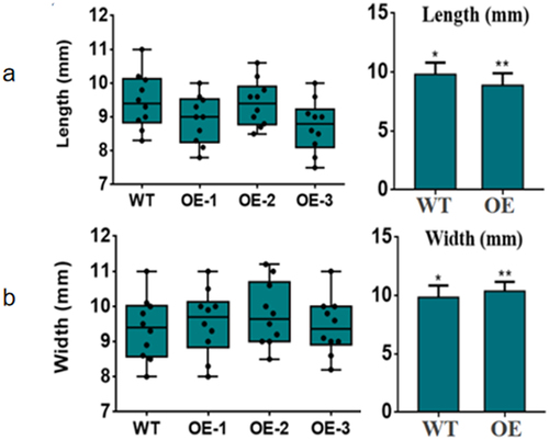 Figure 9. Phenotype of transgenic plant seeds.(a)Seed width;(b)Seed length.