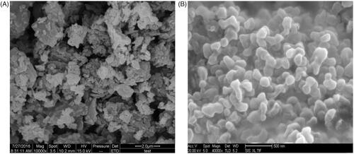 Figure 2. SEM images; (A) raw apigenin; (B) apigenin nanoparticles.