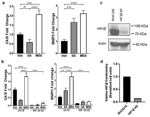 Figure 3. MBA transactivates HIF target genes.