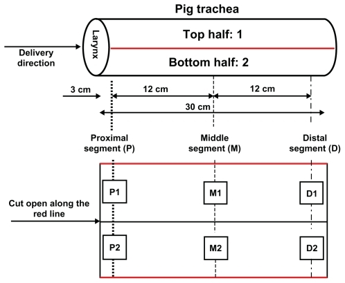 Figure 1 Schematic illustration of the sampling operation for the deposition study of nebulized lipid-stabilized contrast agent on the luminal surface of ex vivo pig laryngeal and tracheal segments.