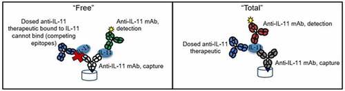 Figure 1. Diagram of “free” vs. “total” IL-11 TE assays.