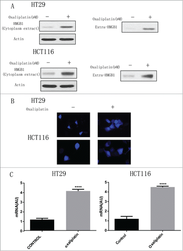 Figure 2. Oxaliplatin induces HMGB1 expression in colorectal cancer cells. (A) HT29 and HCT116 cells were treated with 35 µM of oxaliplatin for 24h. At the end of treatment, Cytoplasmic fractions, and concentrated conditioned media, were prepared, resolved by SDS-PAGE, and subjected to Western blot analysis of HMGB1. Actin was used as a loading control. Oxaliplatin at 35 µM induce HMGB1 release from nuclear. (B) HT29 and HCT116 cells were treated with or without oxaliplatin at 35 µM for 30 min and then HMGB1 level was assayed microscopic analysis (n = 3; P < 0.05). (C) HT29 and HCT116 were treated with or without oxaliplatin (35 µM) for 24 hours and then HMGB1 mRNA level was measured by real-time PCR (n = 3, P < 0.05, untreated group was set as 1).