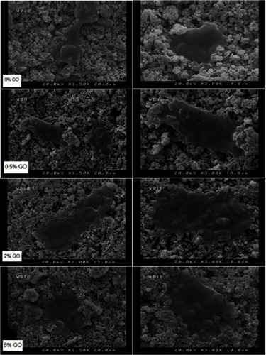 Figure 10 FESEM of cements cell attachment after 1 day.Abbreviation: FESEM, Emission scanning electron microscopy.