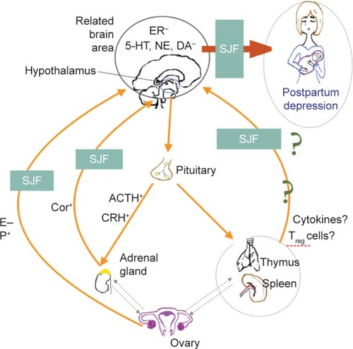 Figure 1 SJF’s mechanism of action on PPD.